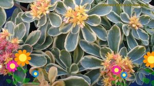 Очиток камчатский Вариегатум. Краткий обзор, описание характеристик sedum kamtschaticum Variegatum