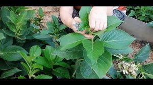 Как обрезать не ремонтантные сорта гортензии крупнолистной