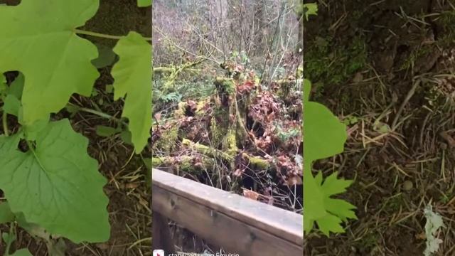 My Daily Dose of Oregon Greens/ Peavy Arboretum смотреть онлайн