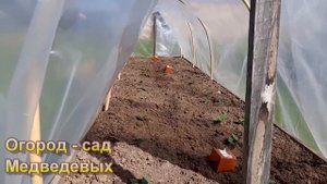 Высадка рассады огурцов в грядку