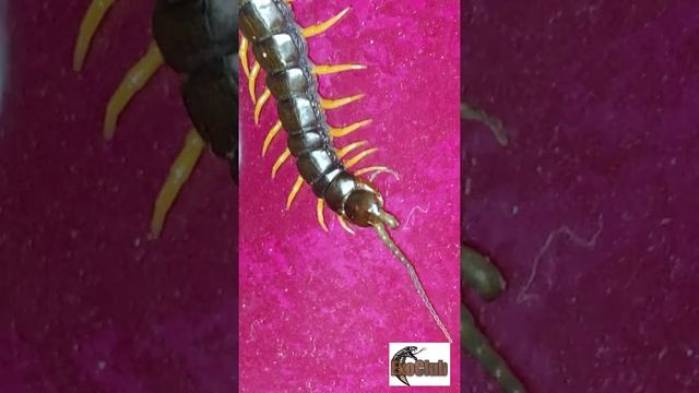 Scolopendra cingulata/кольчатая сколопендра/yellow legs смотреть онлайн