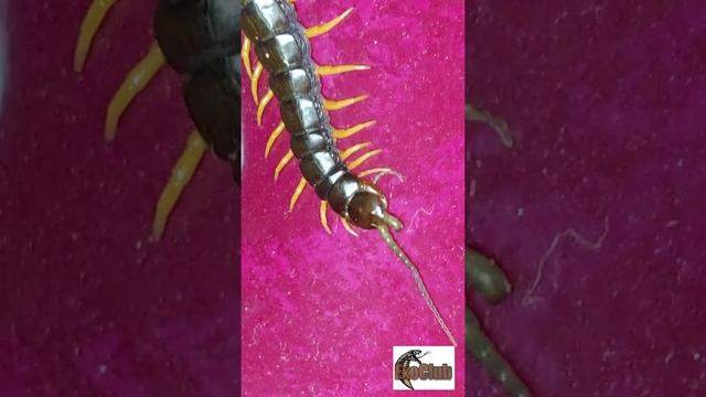 Scolopendra cingulata/кольчатая сколопендра/yellow legs