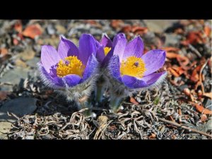 Ньургуhуннар ( Василий Протодьяконов мел)
