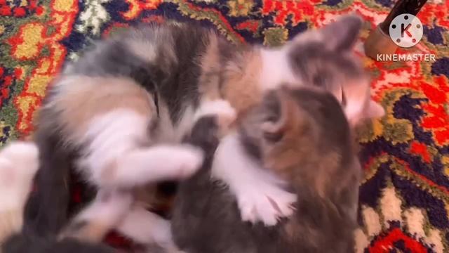 Ёшкины кошки. Плавное перемещение населения! Моё зверьё! 2 апреля 2023 г. смотреть онлайн