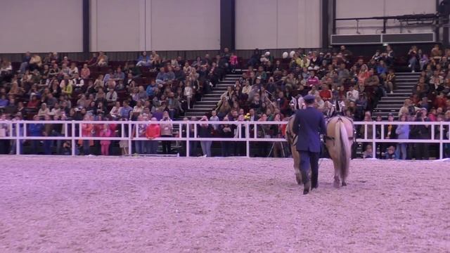 Разные породы лошадей: фьордская, карачаевская, тяжеловоз, рысак, вятская, башкирская, мини лошадь смотреть онлайн