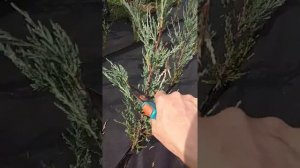 Формировка-стрижка колонновидных можжевельников