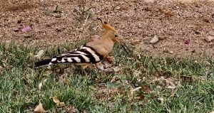 Птица удод. Египет. Шарм Эль Шейх. Май 2023.