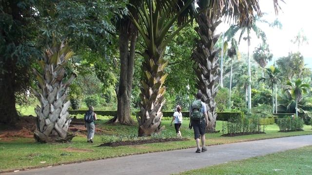 Botanická zahrada Royal Botanic Gardens - Peradeniya Kandy Sri Lanka смотреть онлайн