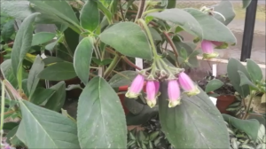 муссонный дом