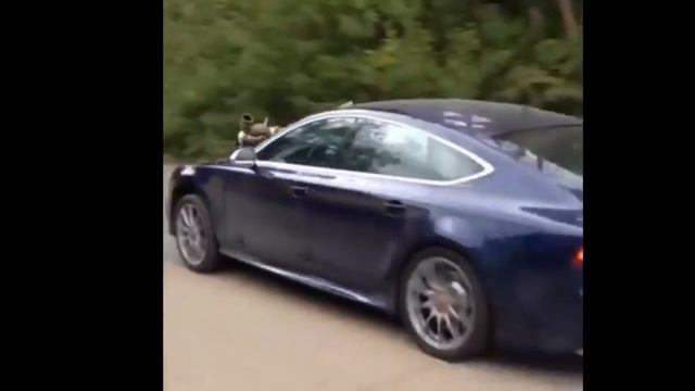 Audi Rs7 from Hell - Twin turbo BEAST