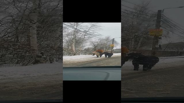 Пони на заснеженных улицах Петербурга.