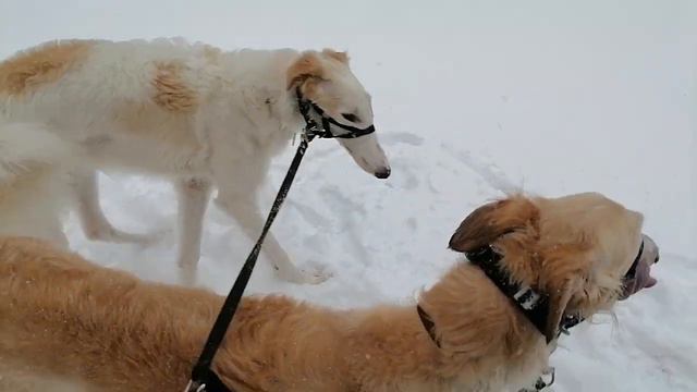 Борзая и время выгула. Какому новичку подойдет русская борзая. Не хочу гулять: Какую породу выбрать