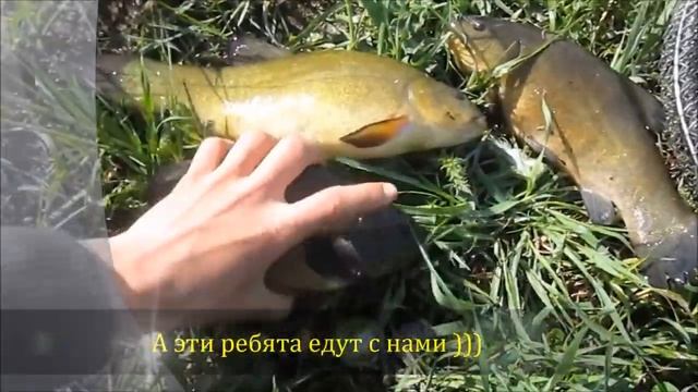 ЛИНЬ в СЕНТЯБРЕ. смотреть онлайн