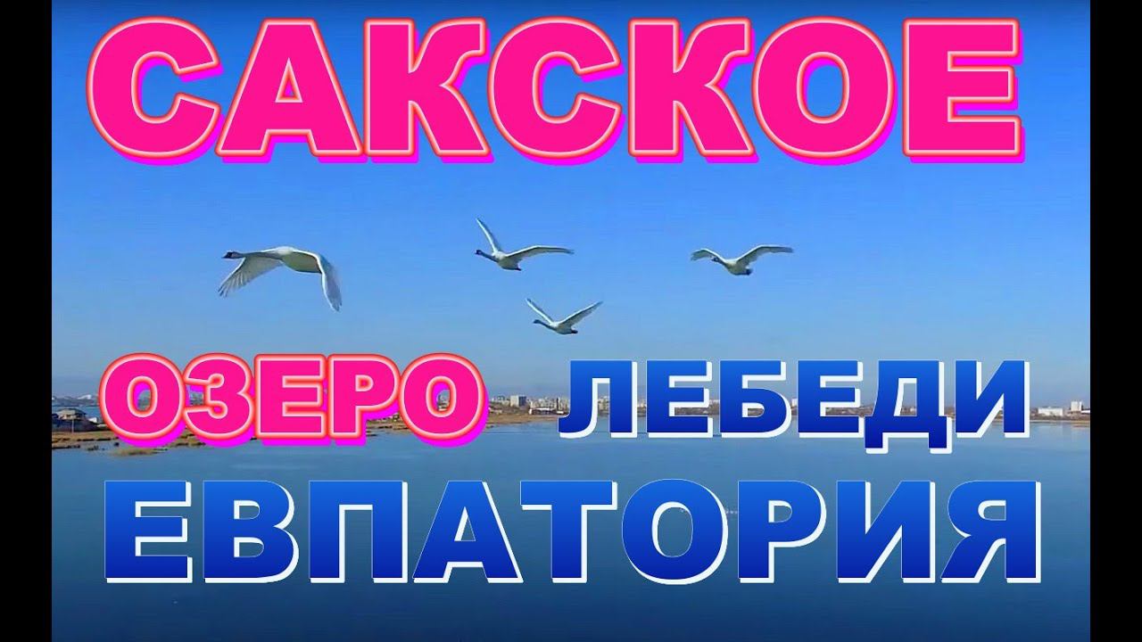 Крым Сакское Розовое озеро Лебеди по трассе в Евпаторию ждут туристов всегда