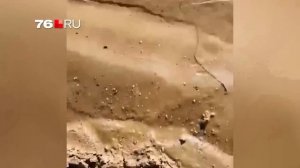 Черви паразиты в Волге