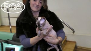 Канадский сфинкс сил-пойнт. Выставка кошек PCA on-line