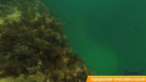 Рыбзавод Абхазия, первый опыт подводой на море, красота рифа на против гостиницы "Капитан блек"