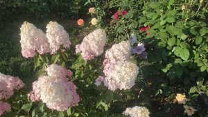 8 августа Розы Купер лайт, Симпли Горджес, гортензии.