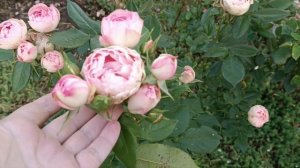 Чарминг Пиано