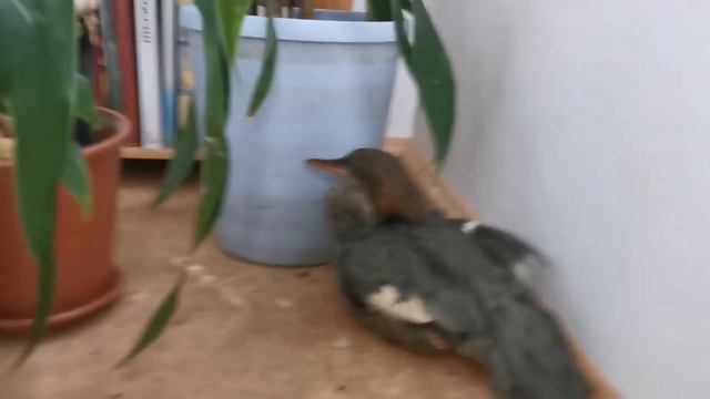 Крохаль смотреть онлайн