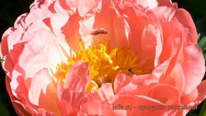 Пион травянистый Корал Сансет (paeonia) ? Корал Сансет обзор: как сажать, рассада пиона Корал Сансе