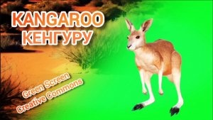 Кенгуру Green Screen видео футаж. Хромакей анимация Кенгуру на зелёном фоне.