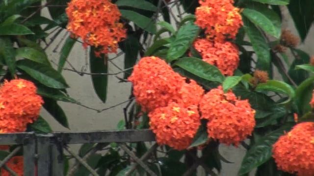 How to Ixora Coccinea Plant - Ixora Flower - tropical red plants смотреть онлайн