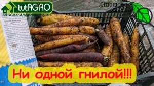 МОРКОВЬ и СВЁКЛА КАК С ГРЯДКИ! Посыпьте этим порошком и ни одной гнилой. Хранение корнеплодов.