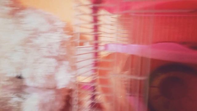 Вечер Кто Чем занят??? смотреть онлайн