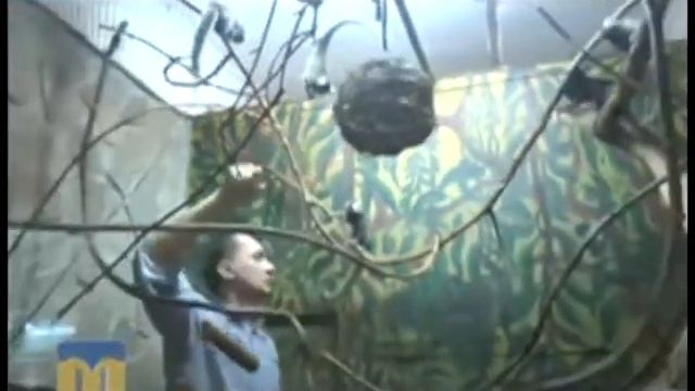 Как отпраздновали День святого Валентина в зоопарке смотреть онлайн