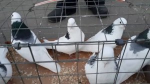 птичий рынок.Тула 19 марта.22