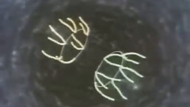 Строение и функции клетки. Жизнь клетки. смотреть онлайн