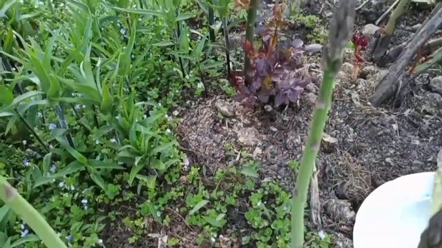 Что посадить на даче? Сочные, молодые побеги аспарагуса- изысканный деликатес. смотреть онлайн