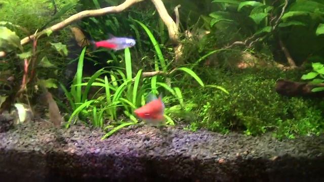 Меченосец самка стала самцом смотреть онлайн