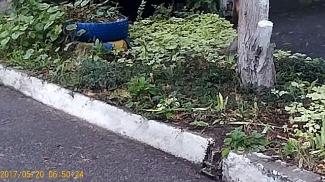 Белочка и Кот! смотреть онлайн