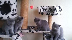 Британские голубые котята, 3 месяца. Купить британского котенка в Минске.