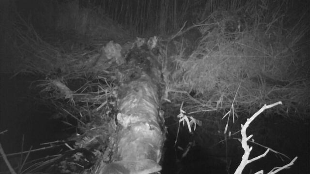 Когда кабаны, шакалы, орланы и выдры живут на одном дереве смотреть онлайн