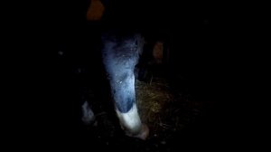 Жеребенок  Первые минуты жизни. Foal. The first minutes of life.