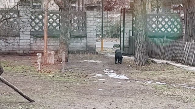 Очень срочно! Щенки погибают под открытым небом! Нужен дом! смотреть онлайн