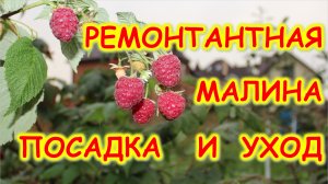 ремонтантная малина посадка и уход