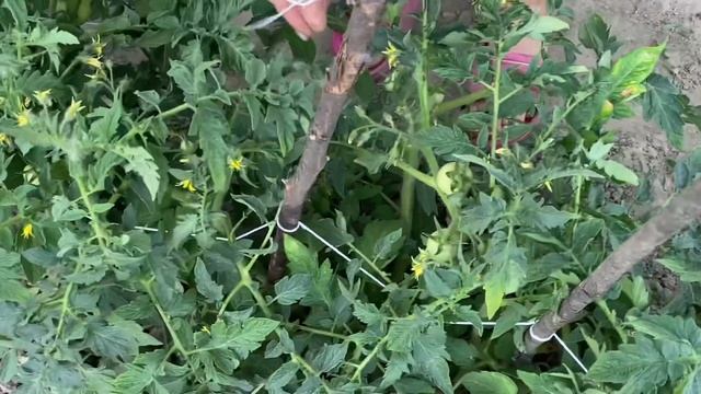 Жаль что я раньше не знала такой Способ подвязки помидоров. Как закрепить затеняющую сетку.