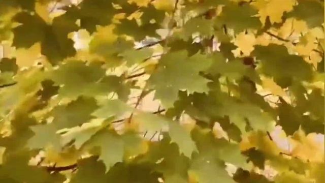 Лето ушло...Поёт Юлия Капризова