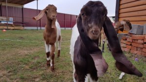 Домашние животные онлайн 26.04.2020.)