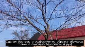 Как обрезать старый абрикос форма чаши за 10 минут с помощью одной бензопилы