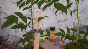 Обзор сорта томатов ..Японский комнатный..Сплошное недовольство.