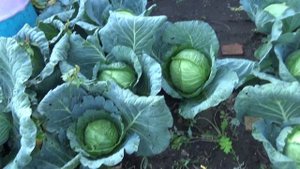 Среднепоздняя и поздняя капуста.