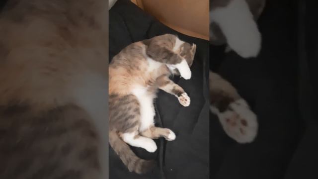 Кошки и котята кушают и играют. Котятам 2 недели. смотреть онлайн