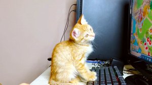 Котенок Мия помогает маме играть в компьютерную игру.