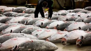 Самая Дорогая Рыба в Мире