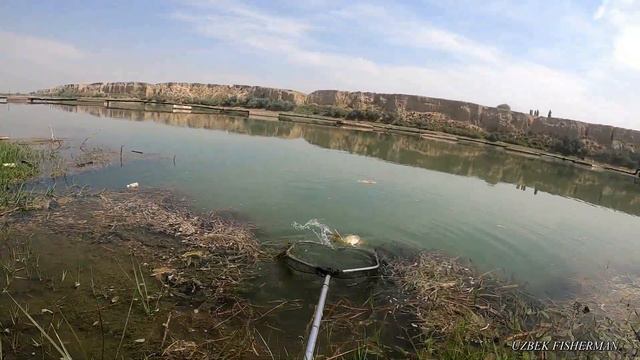 РЫБАЛКА В УЗБЕКИСТАНЕ. ВОТ ЭТО РЫБАЛКА С НОЧЕВКОЙ НА СЫРДАРЬЕ. БАЛИК ОВИ СИРДАРЁ. #catching_fish смотреть онлайн